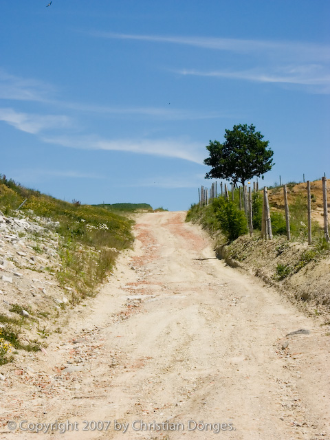 Country road with a tree and blue sky