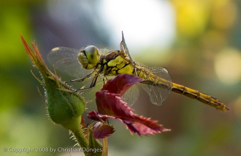 Dragonfly on a rosebud
