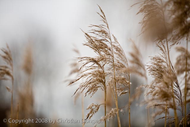 Gras in the Wind