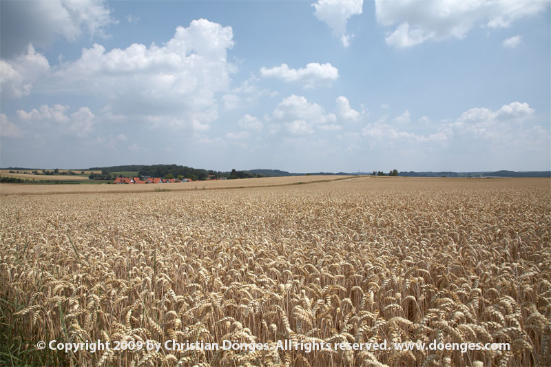Fields of ripe wheat in the sunshine.