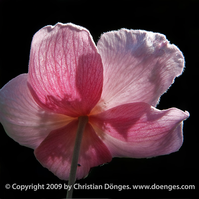 A pink anemone flower photographed against the light.