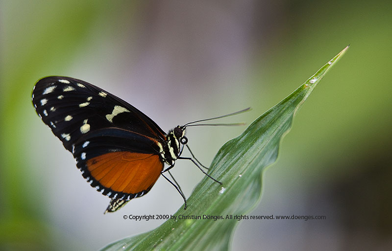 A black, orange, and white butterfly sitting on a green leaf tip.