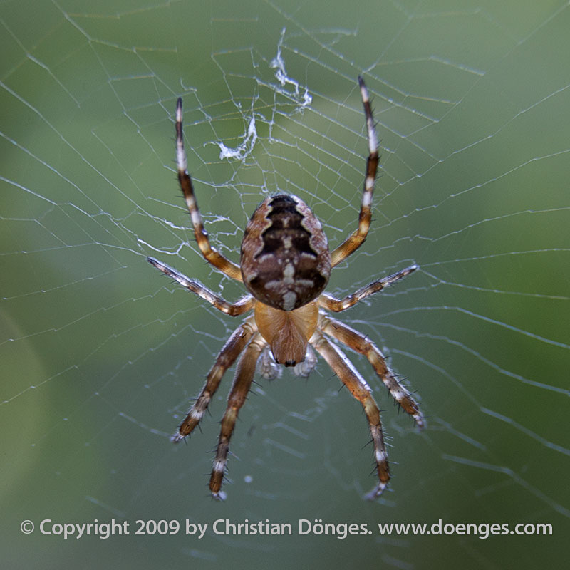 Diadem Spider in its web.