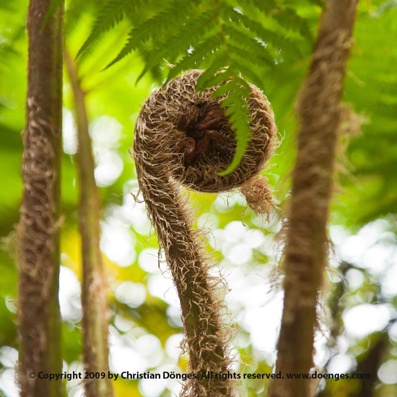 A fresh fern leaf spirals up towards the light.