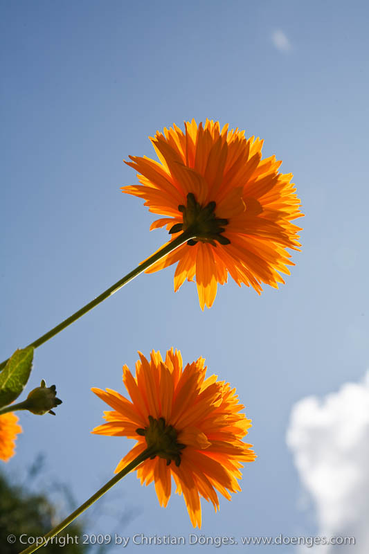 Yellow Flowers in Front of a Blue Sky.