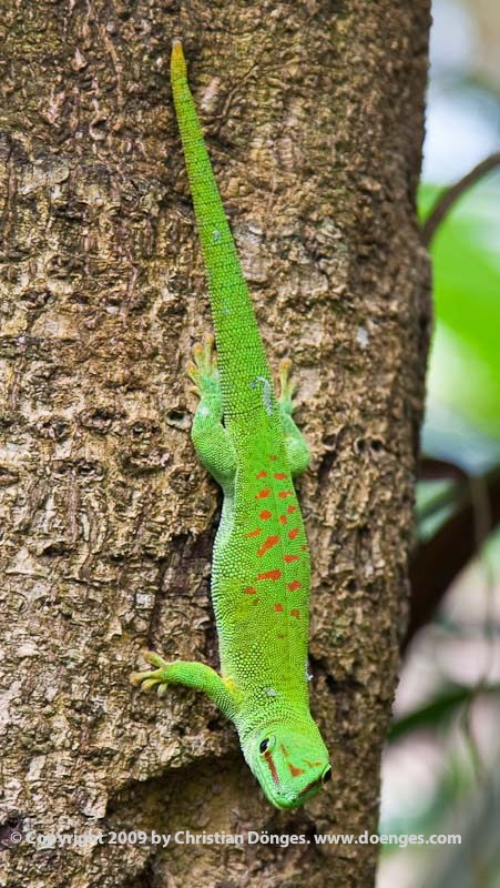 A bright green lizard on a tree.