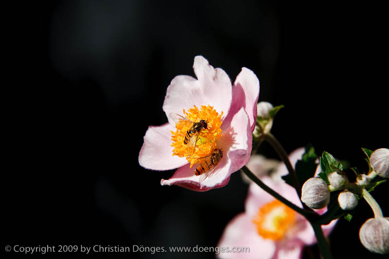 Two marmelade flies collecting pollen and nectar from an anemone flower.