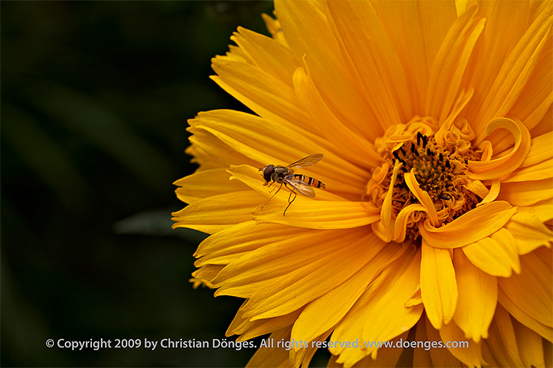 A marmelade fly rests on the petals of a large yellow flower before taking flight.