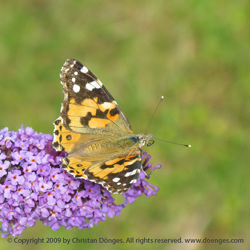 Painted Lady butterfly sitting on a purple lilac..
