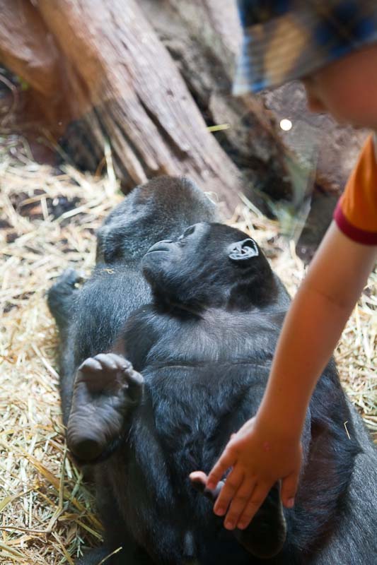 A boy touches a gorilla child through a pane of glas.